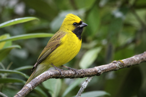 Ameaçados pelo silêncio: aves em extinção acendem alerta ambiental no Sul do Brasil